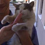 Коты ученых