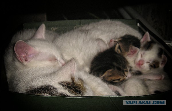 Котовторник 17.06.2014