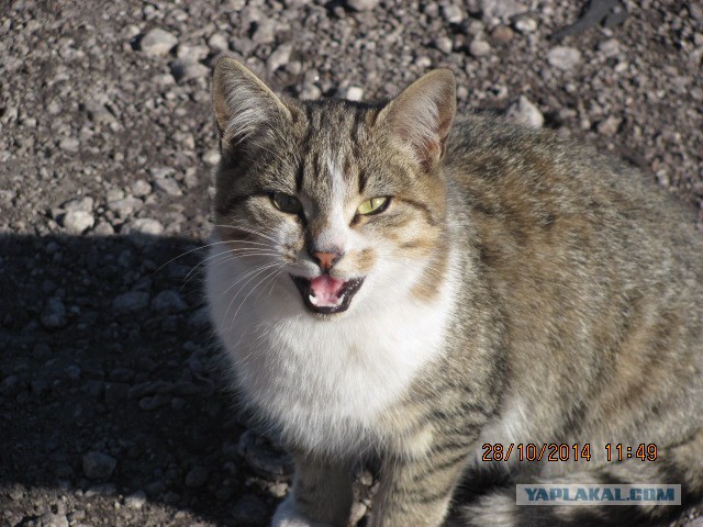 Котовторник 28.10.2014