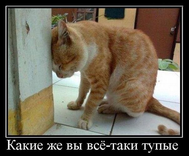 Весёлые картинки