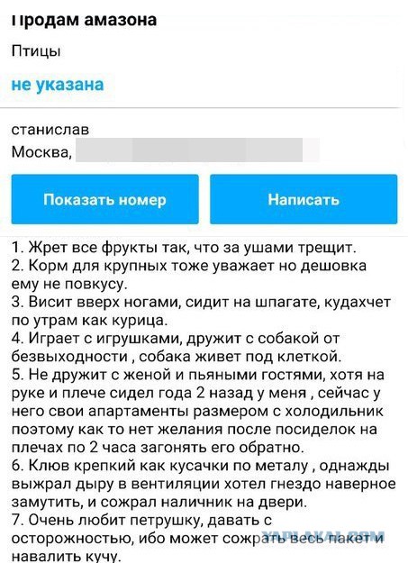 Говорящий попугай