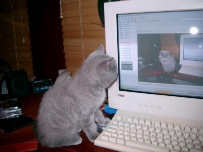 Котомет на вторник!