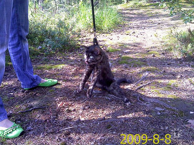 Кота вывезли на природу. Природа кота как-то не впечатлила