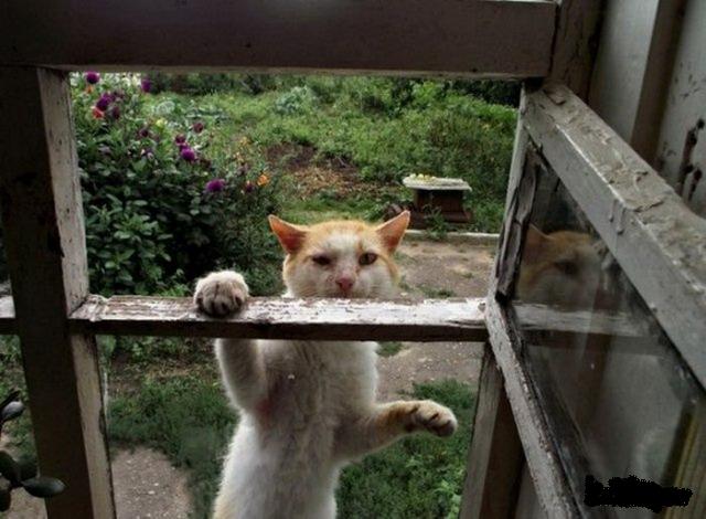 Реакция кошки на смену окна