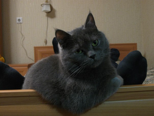 Коты из сети