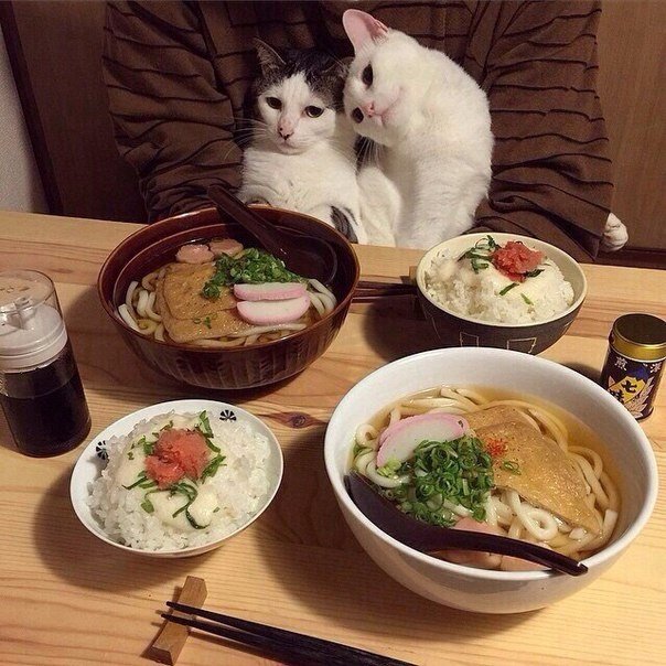 Коты и Кошки