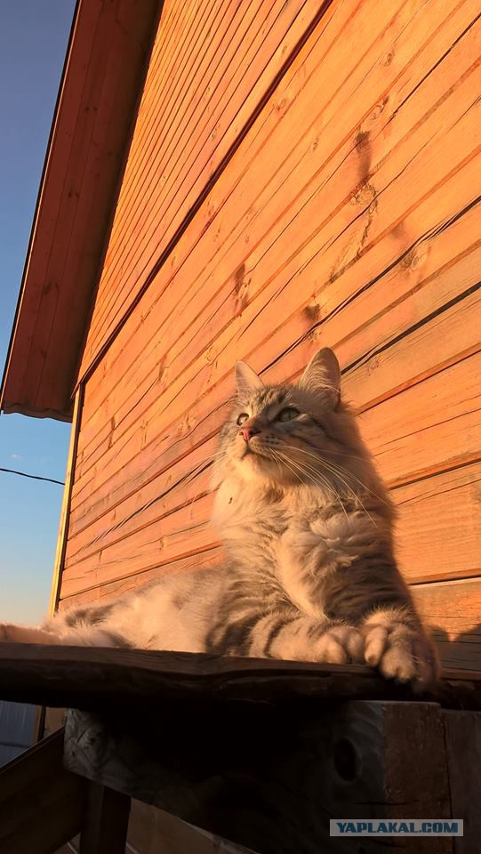 Котовторник 18.07.2017