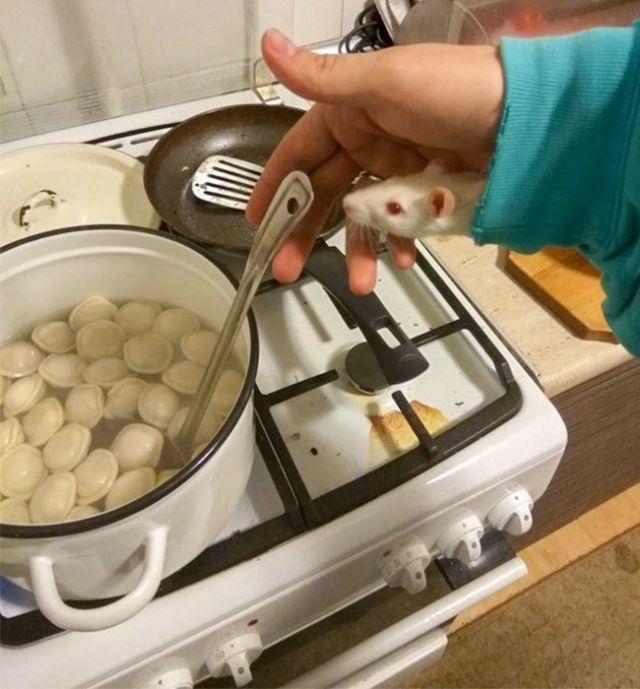 Подборка забавных животных