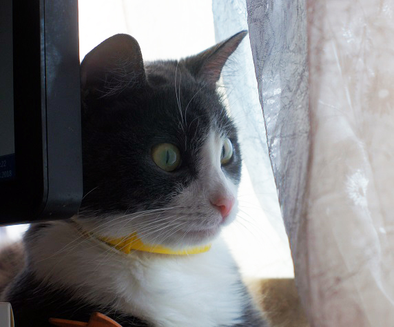 Котовторник 13.03.2018
