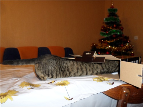 Коты застигнутые врасплох