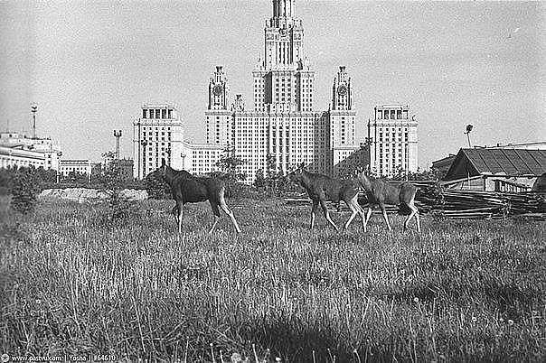 Советских фотокарточек пост