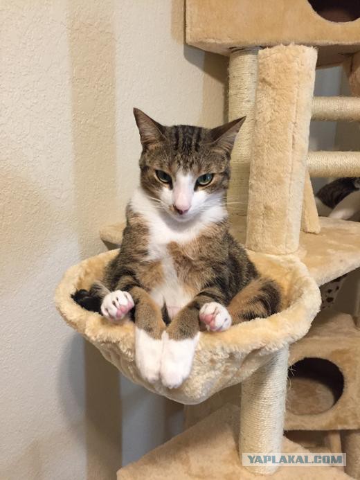 Котовторник 29.5.18