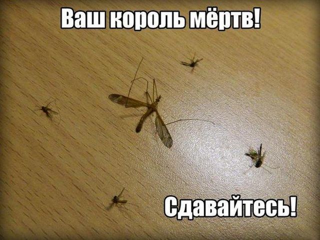 Нестандартный юмор