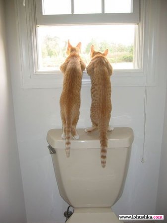 Прикольные коты на среду! ОЧЕНЬ МНОГО!