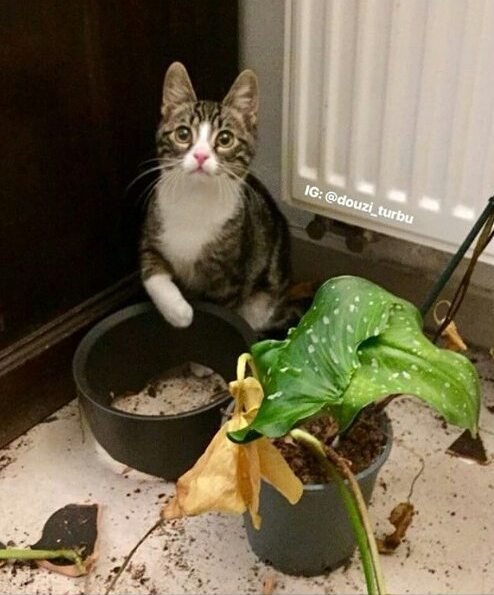 Прикольных котов пост