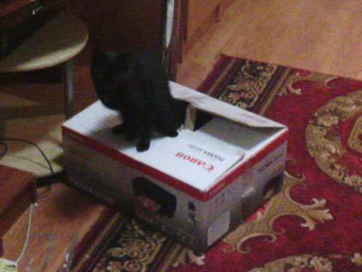 Котовторник 27.12.11