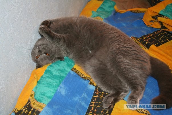 Котовторник 22.05.2012