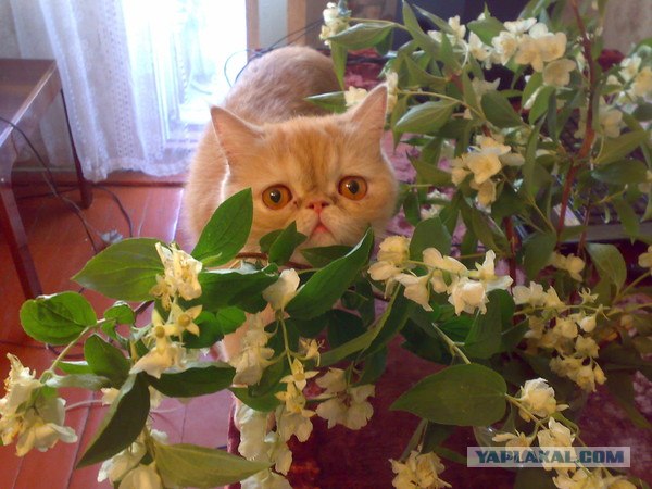 Котовторник 07.08.2012