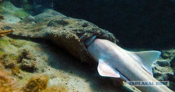 Акулий промысел в Аравийском море