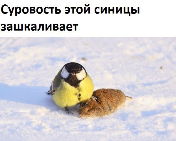 Не шутите с птицами!