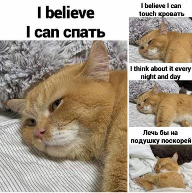 Разные картинки во вторник. С котами