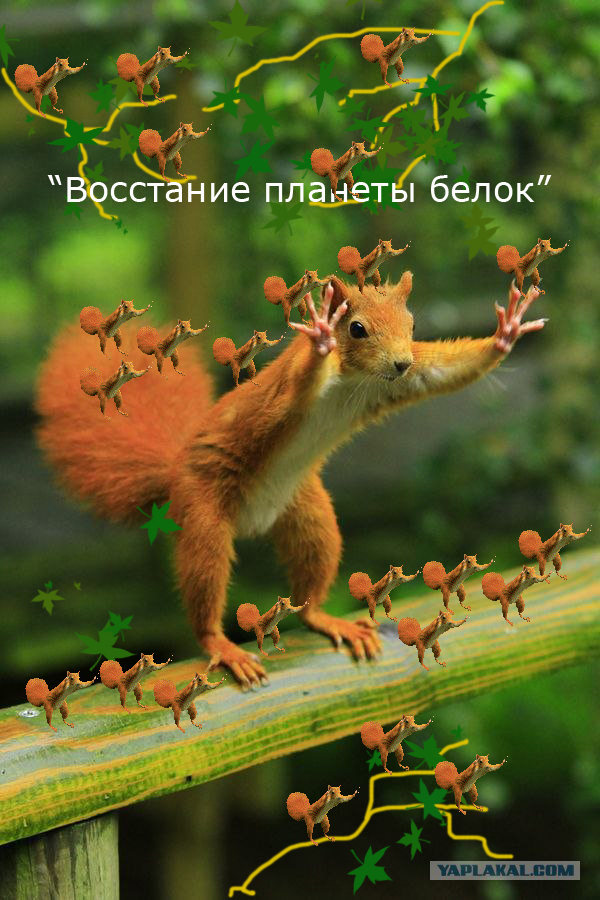 Фотожаба: Белка как бы говорит нам...