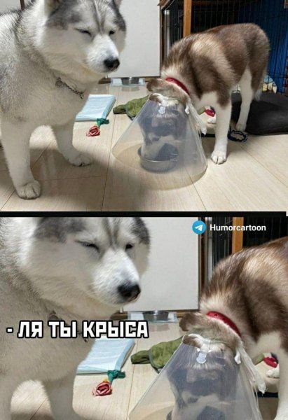 Деградация лайт 13.10.2022
