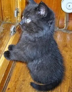 Ты слышишь, кот? Я по тебе скучаю…