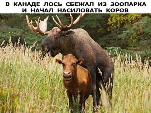 Баянисто-небаянистый юмор 19.01.23