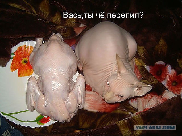 Котовторник 16.04.2013