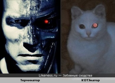 Всем здоровья, теперь и у нас есть Симба