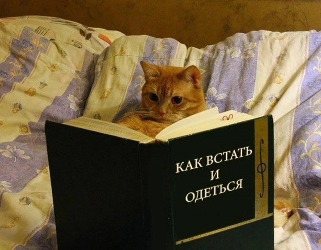 Жизнь домашнего приюта "Котоленд" 423