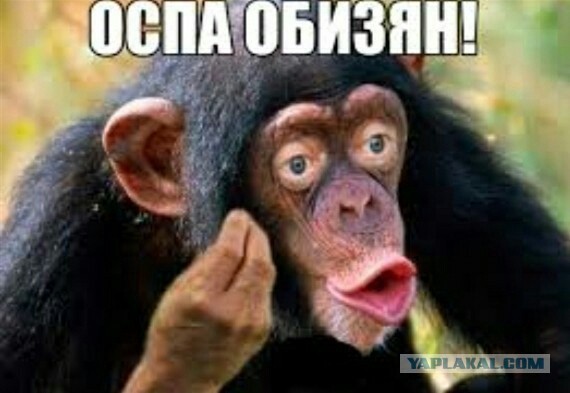 секс с обезьяной 
