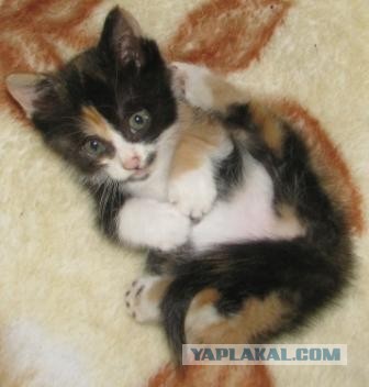 Вырастили диковатого котёнка