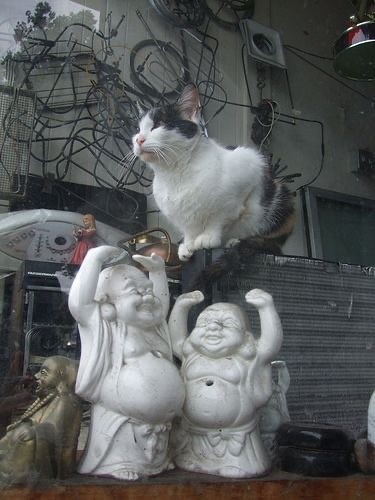 Кошки на развалинах города Помпеи
