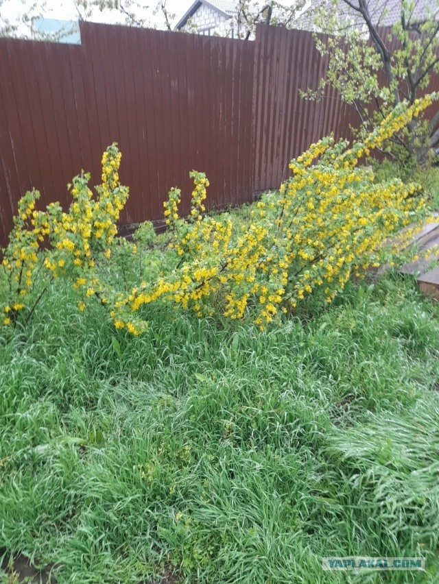 Не дать растаять Снегурчке. Нужна помощь всесильного Япа.