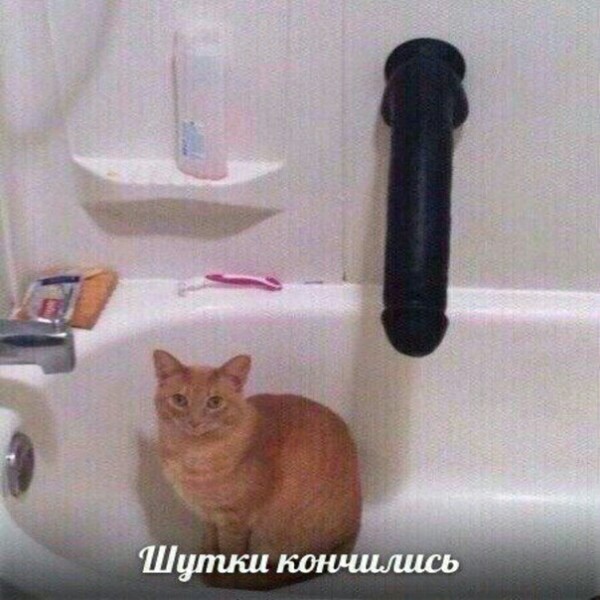Нейродичи Вам в ленту