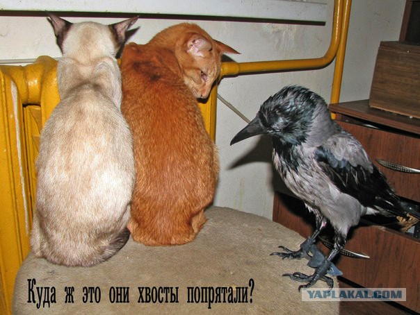 Серые вороны - совсем не серые