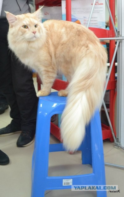 Котовторник   17.12.2013