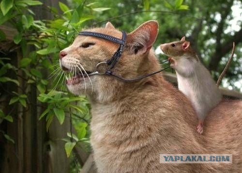 Мой хозяин - странная личность.