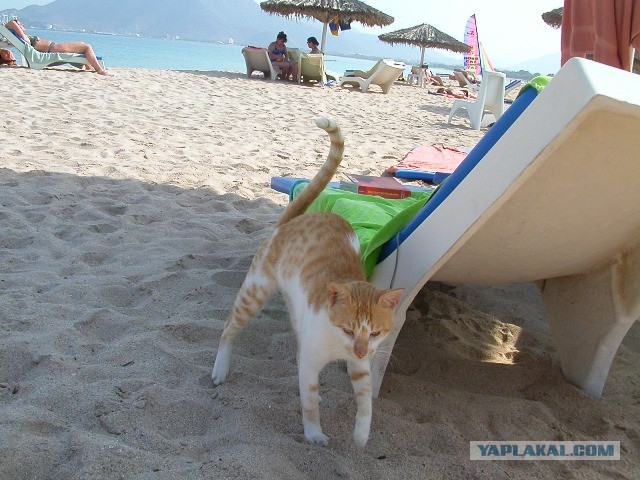 Котовторник   15.04.2014