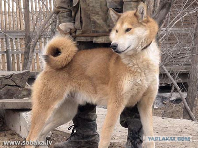 Самые добрые собаки