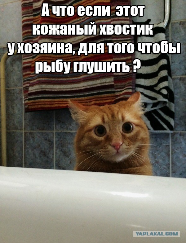 Опять играешь со своим хвостом?