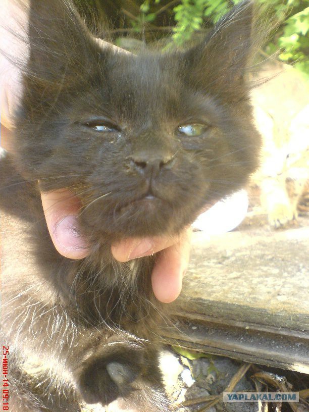 Котовторник 24.06.2014