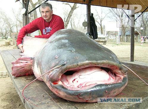 Крымский сомик