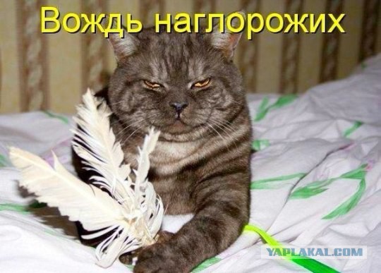 Весёлое из сети