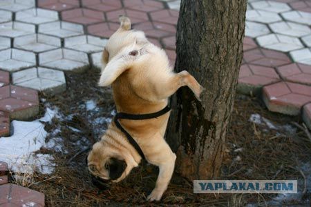 Прикольные картинки.