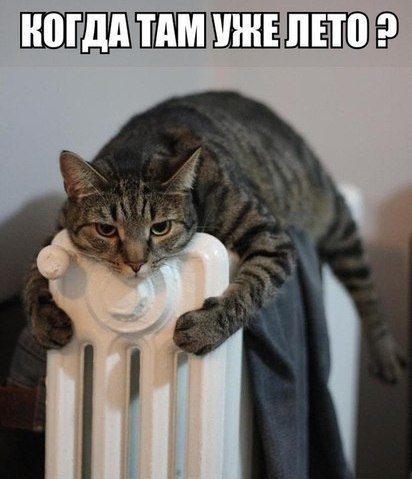 Котовторник