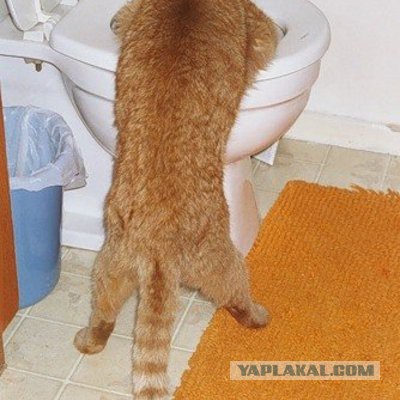 Котовторник
