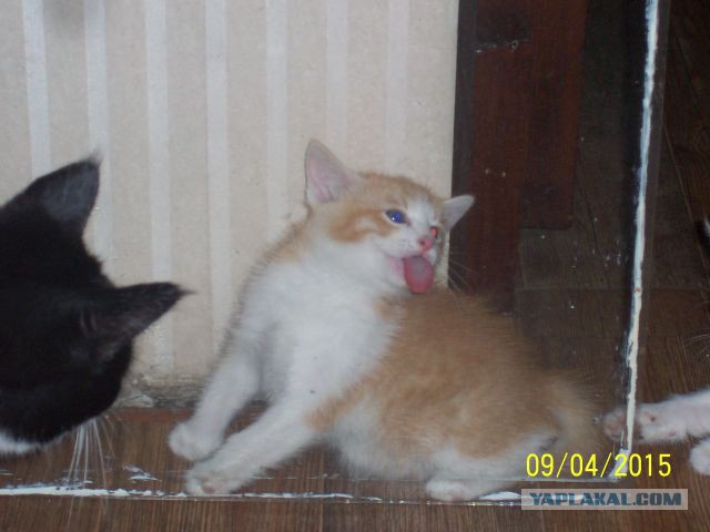 Котовторник